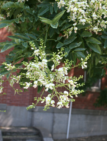 Flower - Scholar Tree