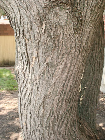 Summer '08 Bark - Scholar Tree