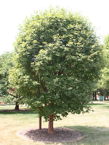 Summer - Paperbark Maple