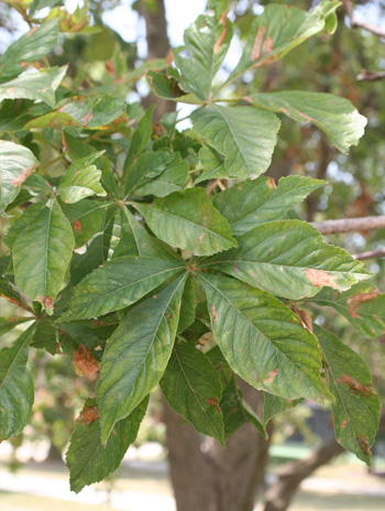 Leaf - Ohio Buckeye