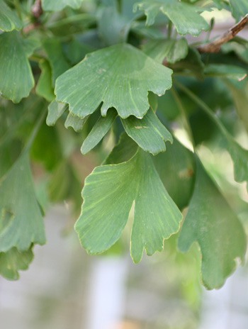 Leaf - Ginkgo (Maidenhair Tree)