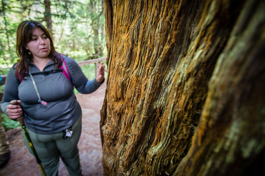 Marcy Lang notes the features of a redwood tree at Prairie Creek Redwoods State Park, which features the region’s iconic trees and where the Langs spent a summer season educating visitors about the forest’s unique ecosystem.