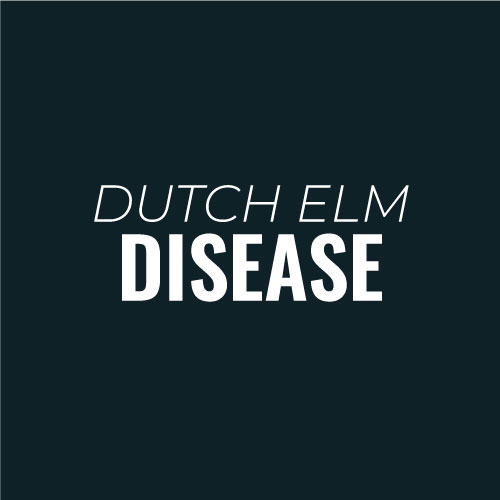 Dutch Elm Disease