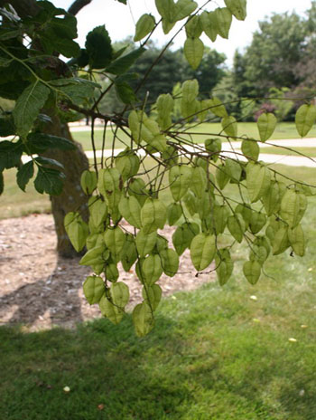 Fruit - Panicled Goldenraintree