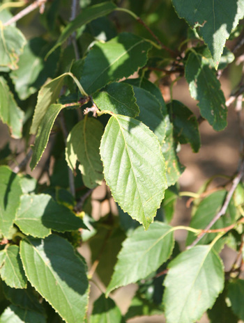 Leaf - Paper Birch