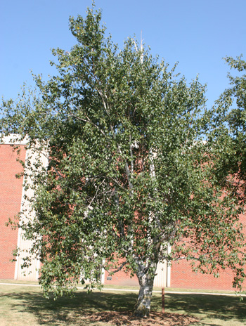 Summer - Paper Birch