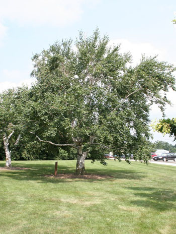 Summer '08 - Paper Birch