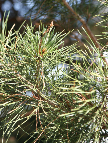 Leaf - Scotch Pine