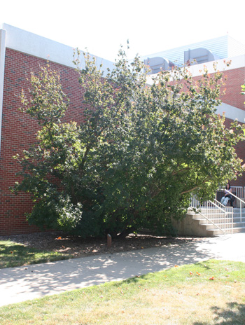 Summer - Common Smoketree