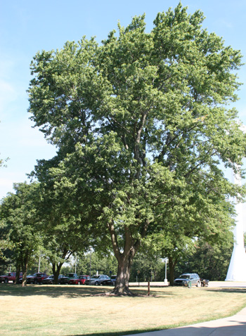 Summer - Silver Maple