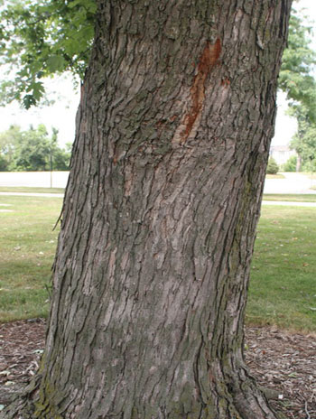 Summer '08 Bark - Silver Maple