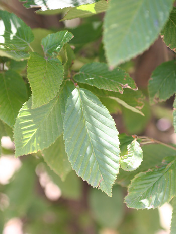 Leaf - European Hornbeam