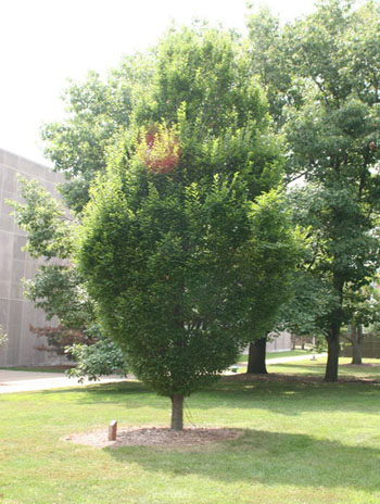 Summer '08 - European Hornbeam