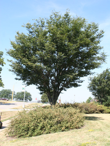 Summer - Japanese Zelkova