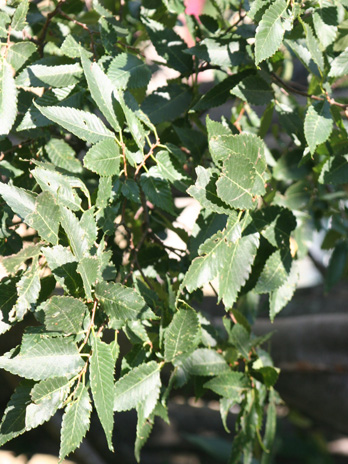 Leaf - Japanese Zelkova