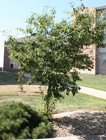 Summer - Downy Serviceberry