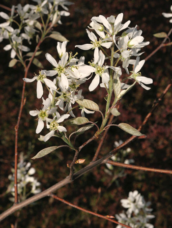 Flower - Downy Serviceberry