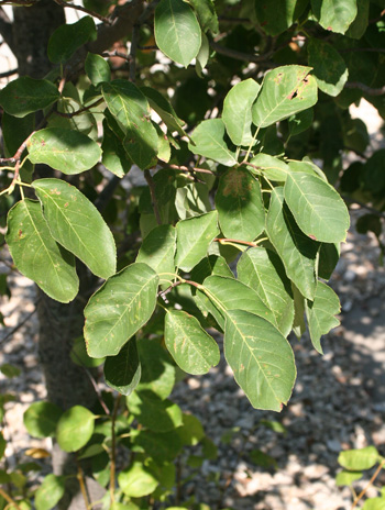 Leaf - Downy Serviceberry