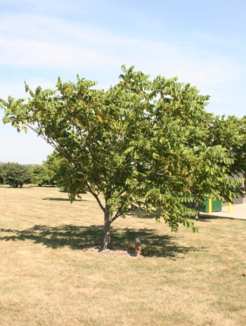 Summer - Butternut