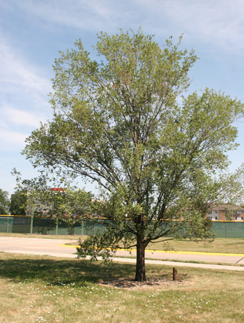 Summer - Lacebark Elm