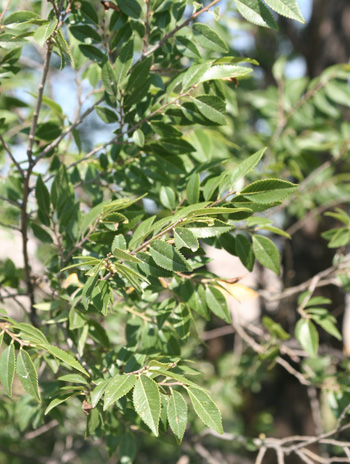 Leaf - Lacebark Elm