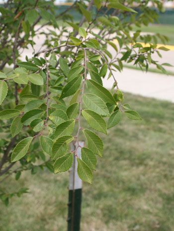 Summer '08 Leaf - Lacebark Elm