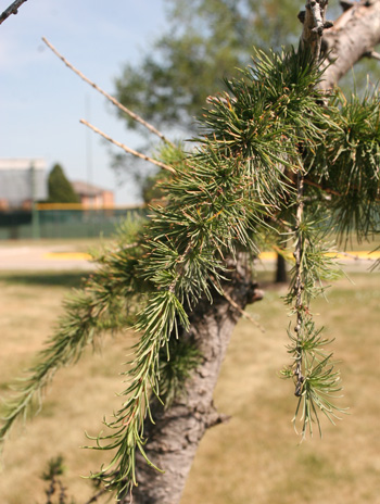 Leaf - Japanese Larch