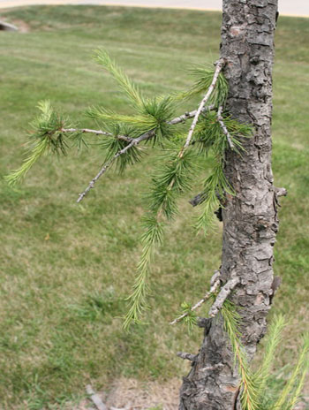 Summer '08  Leaf - Japanese Larch