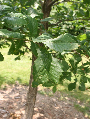 Summer '08 Leaf - Swamp Chestnut Oak