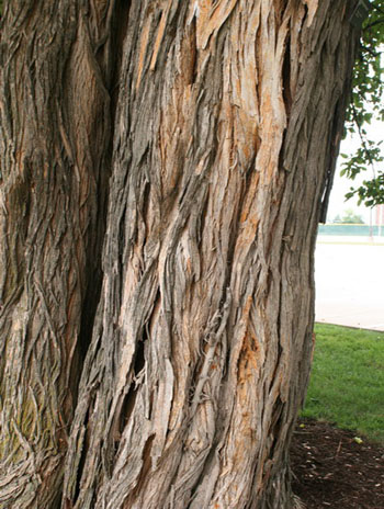 Summer '08 Bark - Osage Orange