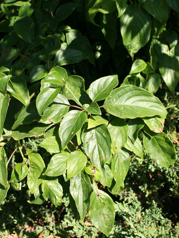 Leaf - Pagoda Dogwood