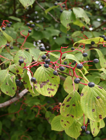 Summer '08 Fruit - Pagoda Dogwood