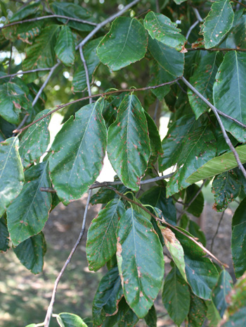 Leaf - American Beech