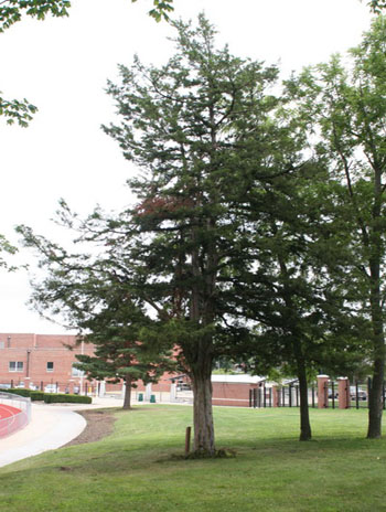 Summer '08 - Eastern Red Cedar