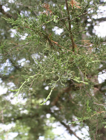 Summer '08 Leaf - Eastern Red Cedar