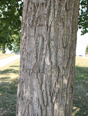 Bark - Eastern Cottonwood