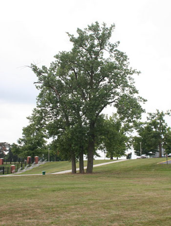 Summer '08 - Eastern Cottonwood