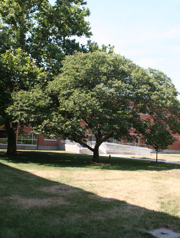 Summer - Chinese Chestnut