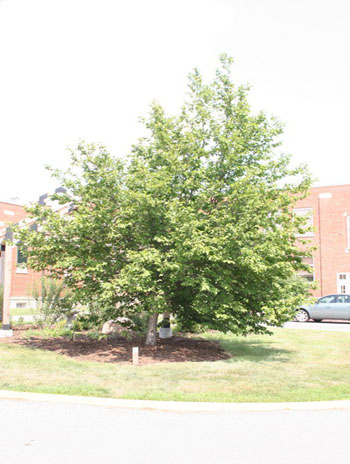 Summer '08 - American Hophornbeam