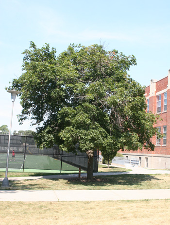 Summer - Norway Maple