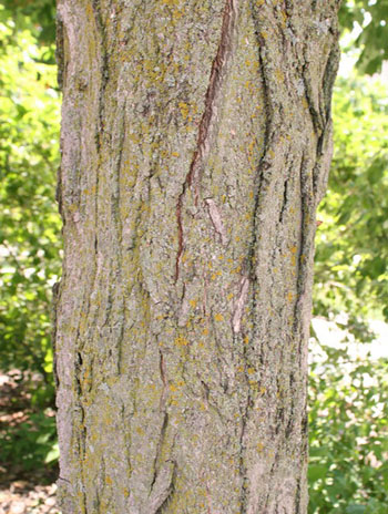 Summer '08 Bark - Sugar Maple