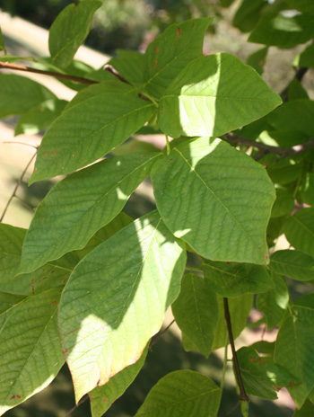 Leaf - American Yellowwood