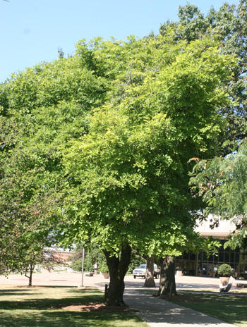 Summer - American Yellowwood