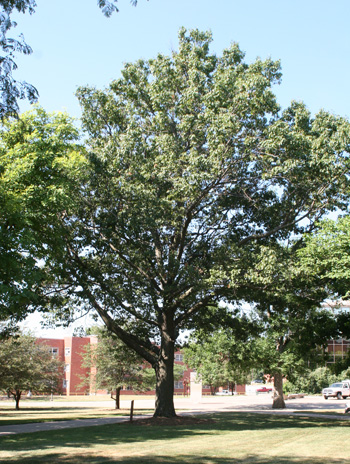 Summer - Red Oak