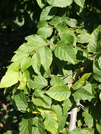 Leaf - American Hornbeam