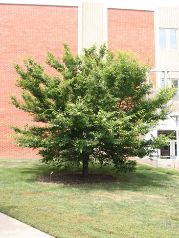 Summer '08 - American Hornbeam