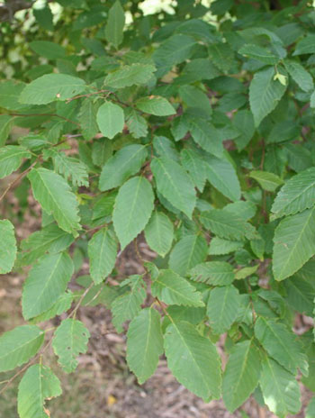 Summer '08 Leaf - American Hornbeam