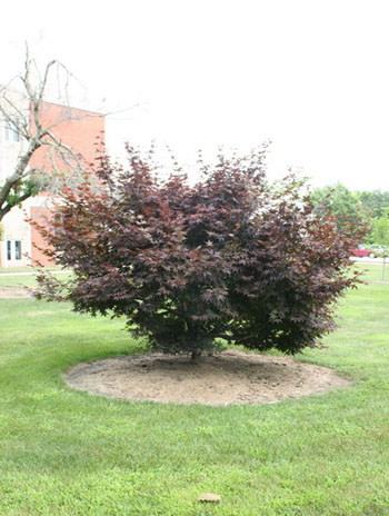 Summer '08 - Japanese Maple