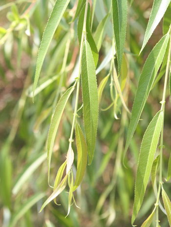 Leaf - Golden Weeping Willow