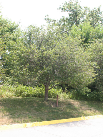 Summer - Washington Hawthorn